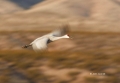 Sandhill-Crane;Crane;Grus-canadensis;Flying-bird;action;aloft;behavior;flight;fl